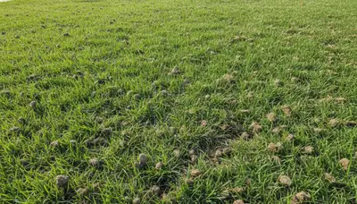Post-aeration lawn recovery showing lush green turf and soil plugs in Stockton, CA landscaping project