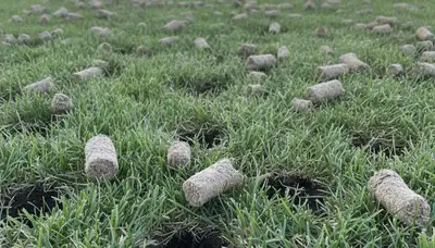 Close-up of soil core plugs after lawn aeration on a Stockton, CA lawn by Chop Chop Landscaping