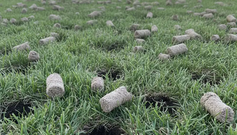 Close-up of soil core plugs after lawn aeration on a Stockton, CA lawn by Chop Chop Landscaping